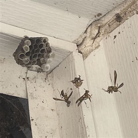 Fuck Wasps