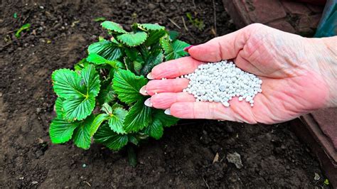 Вношу под куст клубники только 1 удобрение весной Больше не потребуется ...