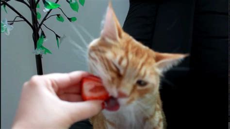 Cat Eats Strawberry Youtube