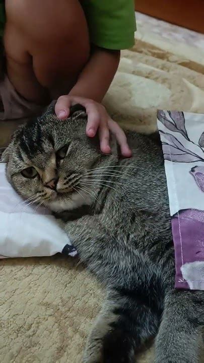 Кот Семён спит как король #кот #котсемён #котик #cat #забавныеживотные ...