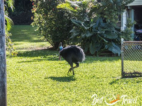 Cassowary Spotting – Etty Bay & Daintree and 9 Tips