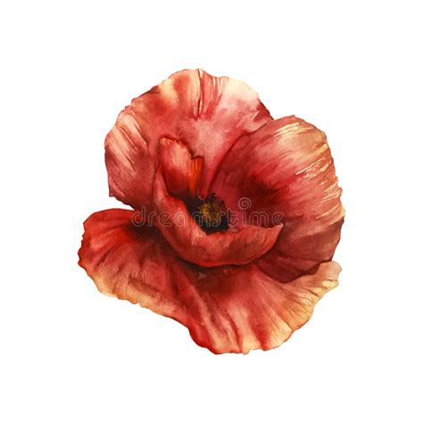 Poppy Flower Watercolor Illustration Botanical Illustration Isolated