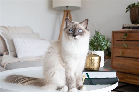 15 Majestic Long-Haired Cat Breeds That Will Enchant You