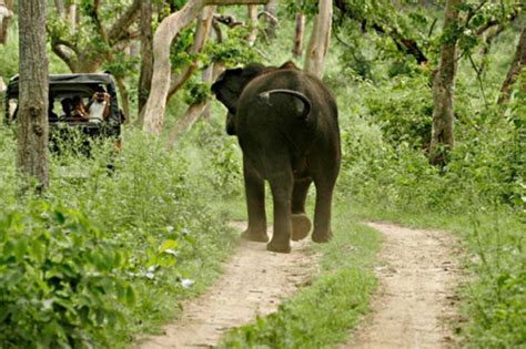 bandipur national park  wildlife riches  south karnataka
