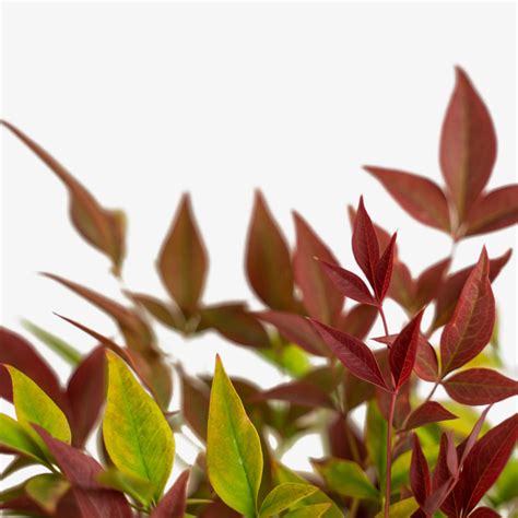 Blush Pink™ Nandina For Sale Online | The Tree Center