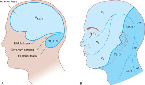 Trigeminal Nerve Dermatome