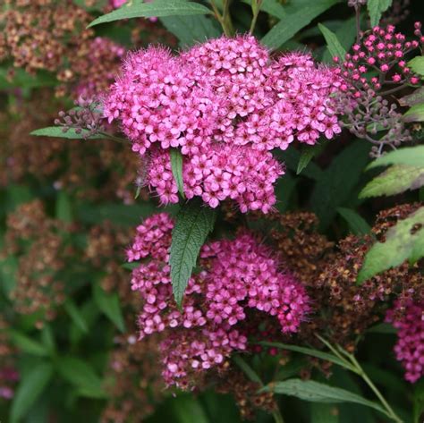 Spiraea japonica Anthony Waterer Spirée japonaise à fleurs rose sombre