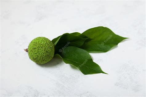 Premium Photo Maclura Pomifera Fruit With Leaves On Light Background