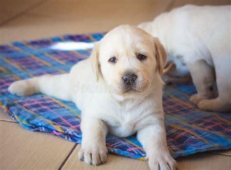 Perrito Del Labrador Retriever Que Juega En Casa Imagen De Archivo