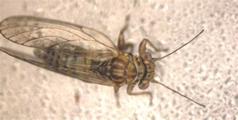 types  insects acacia psyllid