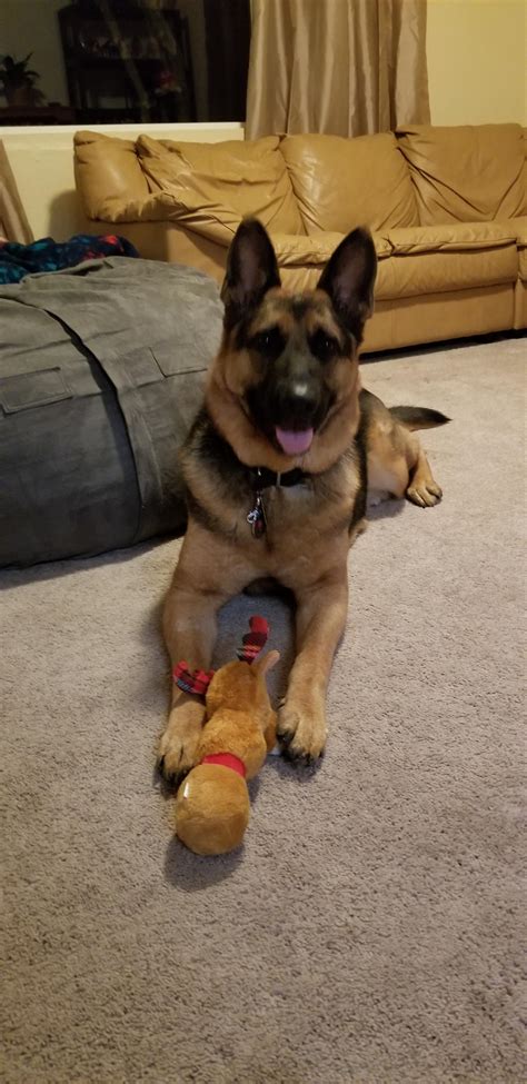 Are Male Or Female German Shepherds More Aggressive