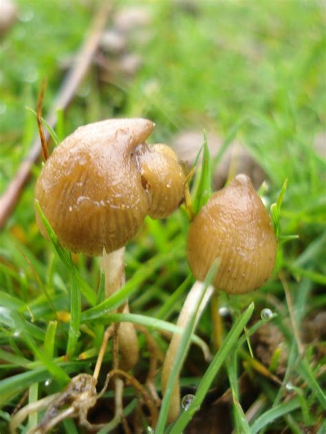 Shroomery - Psilocybe semilanceata