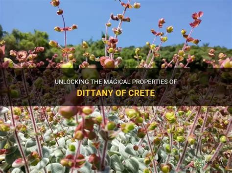 Unlocking The Magical Properties Of Dittany Of Crete Shuncy
