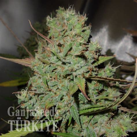 Auto Blueberry Feminised Ganja Seeds