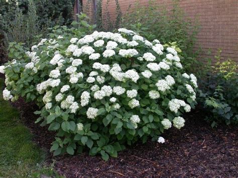 HYDRANGEA ANNABELLE Hydrangea Arborescens AnnabelleOne Of The Most