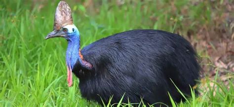 Казуар 🔥 описание птицы, особенности, виды, образ жизниКазуар 🔥 ...