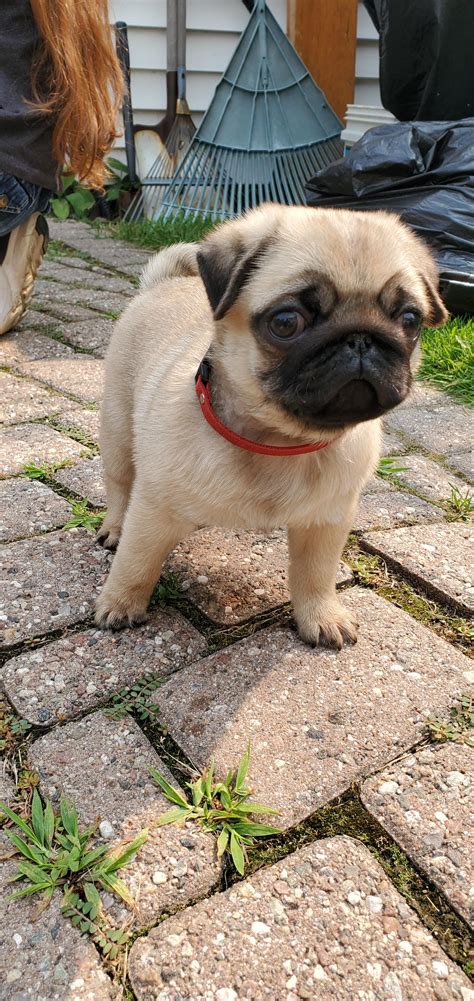 Not even this beautiful spring day can cheer up Forever Concerned Pug