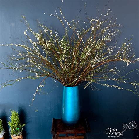 Hoa tuyết mai loài hoa chưa bao giờ hết hot trong các dịp tế