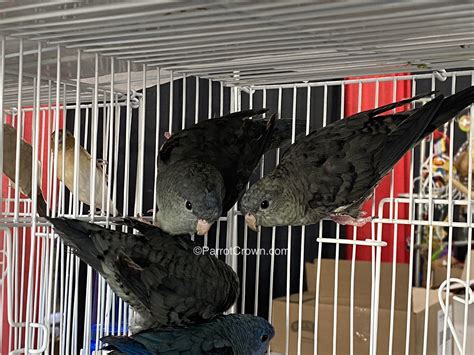 Black Lineolated Parakeets for sale - ParrotCrown.com