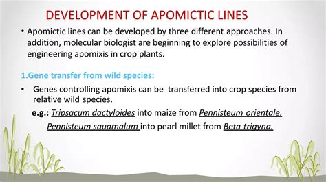 Apomixis Ppt