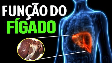 Qual Lado Do Corpo Fica O Figado
