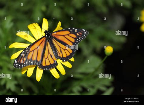 Monarch butterfly cocoon hi-res stock photography and images - Alamy