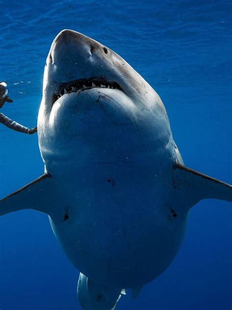 largest  recorded great white