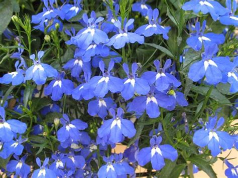 Azul Lobelia Erinus Despertando Autoconfian A E Clareza Interior