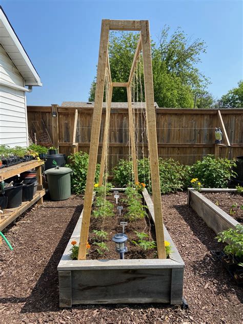 Tomato Trellis Diy Tomato Trellis System Instant Download Imperial