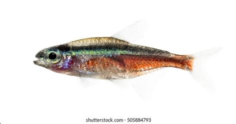 Naked Catfishes Rita Rita Species Bagrid Stock Photo