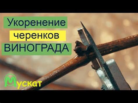 Укоренение черенков Винограда. Кильчеватор должен иметь каждый ...