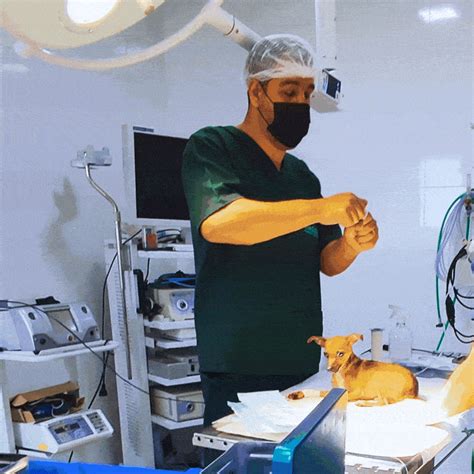 Medicina Veterinária Df Valor - 8