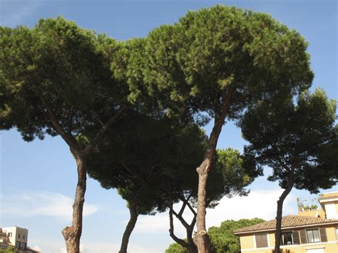 Римские сосны - фотографию скачать бесплатно.