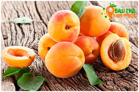 Косточки абрикоса польза и вред