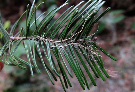 Abies Grandis Pinaceae Image At Phytoimages Siu Edu