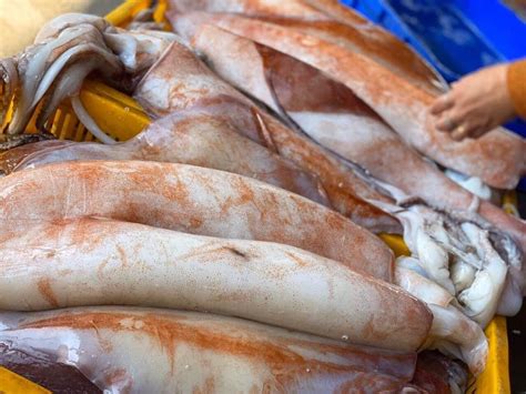 MỰc LÁ ĐẠi DƯƠng Hải Sản Ngô Sự