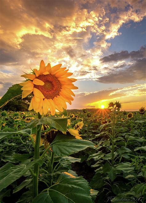 Sunflowers Sunset