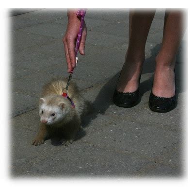 Декоративный хорёк