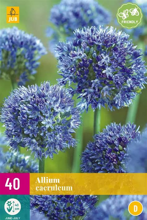 Allium Caeruleum Tuincentrum Van Ee Groot Assortiment Aan Groen