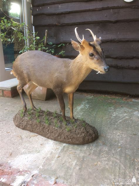 Muntjac Full Mount Taxidermy