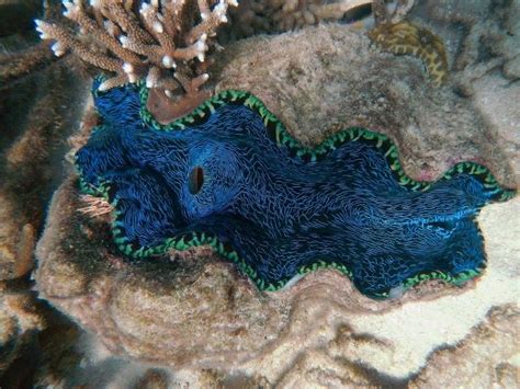 Интересные факты о Большом Барьерном Рифе | Great barrier reef, Coral ...