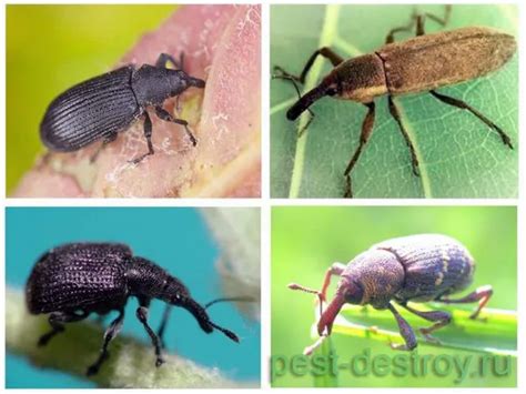 Долгоносики в крупе как избавиться. Как избавиться от зернового ...