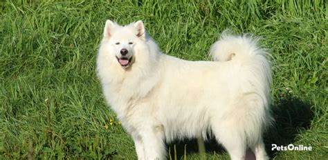 Samoyed Temperament & Personality Traits - Pets Online