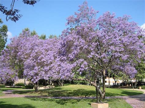 Жакаранда .. Обсуждение на LiveInternet - Российский Сервис Онлайн ...