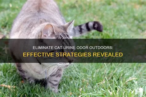 Eliminate Cat Urine Odor: Proven Methods That Actually Work - Hunter Games Magazine