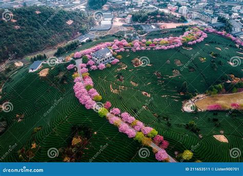 Aerial View of Traditional Chinese Tea Garden, with Blooming Cherry ...