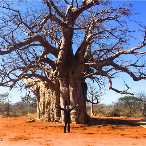 The African Baobab: Africa’s Ancient ‘Tree of Life’