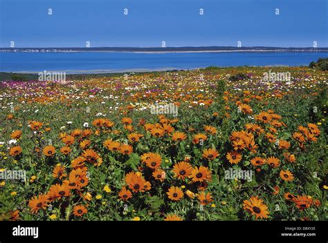 West Coast National Park, South Africa Stock Photo - Alamy