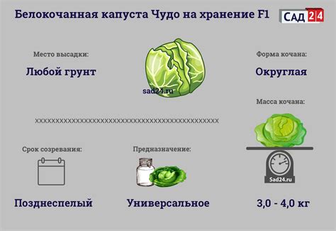 Капуста Чудо на хранение F1: описание сорта, отзывы, урожайность