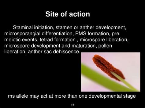 Male Sterility And Self Incompatibility In Crop Plants